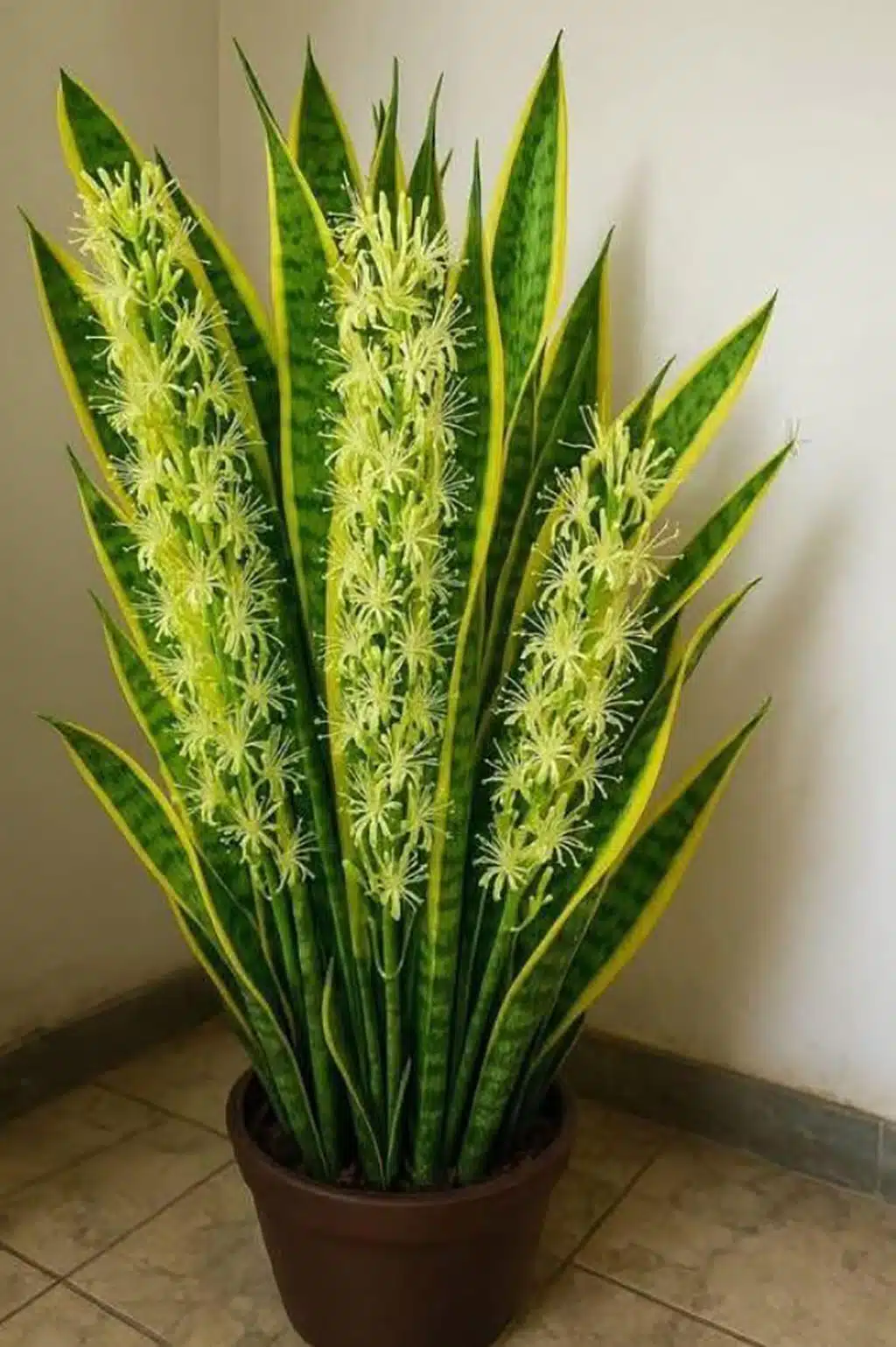 Sansevieria: the houseplant with unsuspected benefits for your well-being 25 le secret meconnu de la langue de belle mere sansevieria une plante aux bienfaits surprenants.jpg