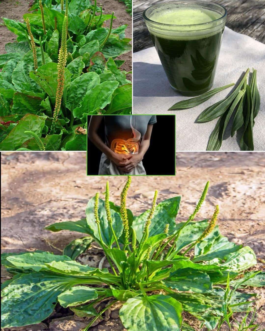 The little-known benefits of the common grass in our gardens 25 7 avantages et utilisations de cette herbe presente dans nos jardins