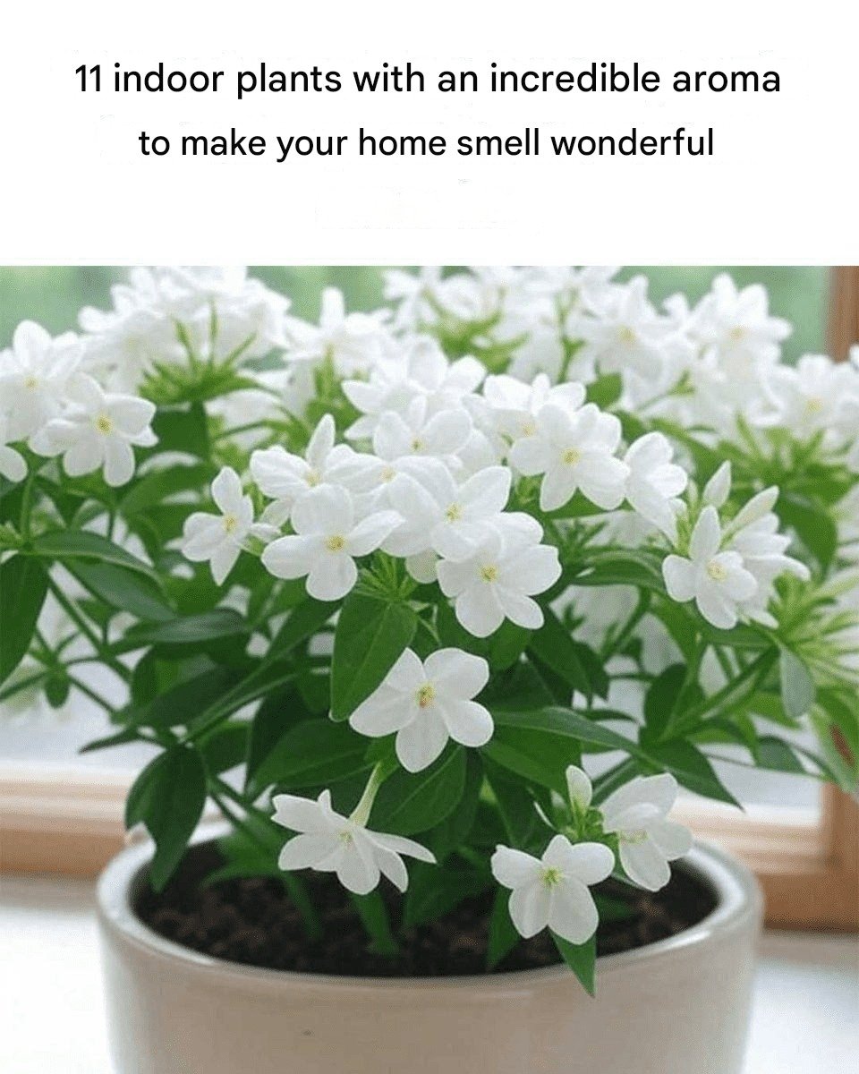 11 indoor plants with an incredible aroma to make your home smell wonderful. 25 IMG 20260122 WA0049