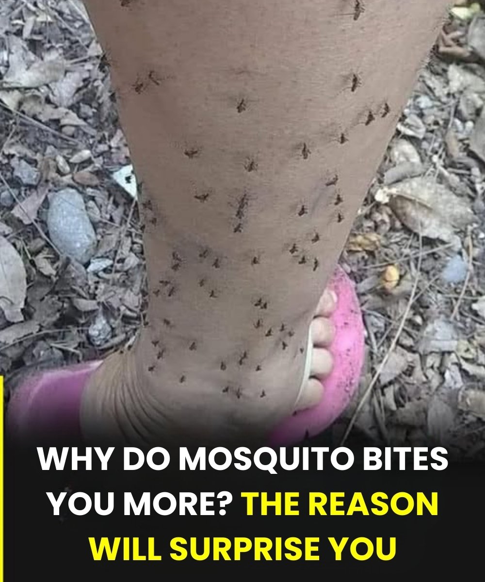 Why mosquitoes always choose you: the scientific explanation few know 25 anh post 2026 01 15T111630.524