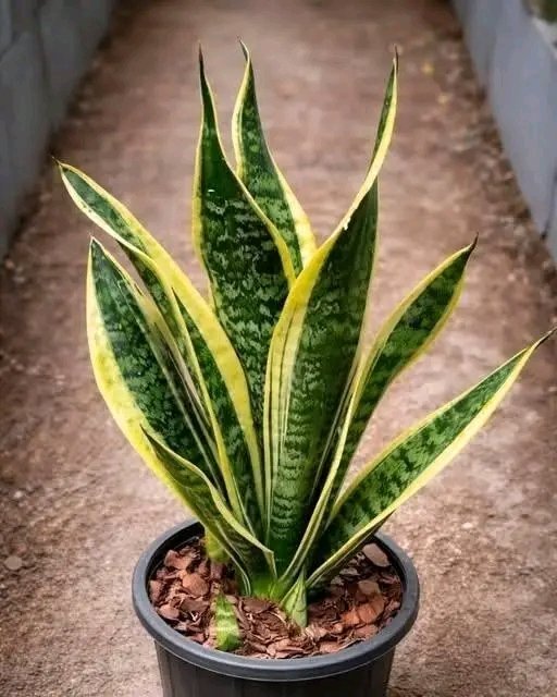 Si vous avez cette plante chez vous, alors vous avez… voir plus 25 1782508946813